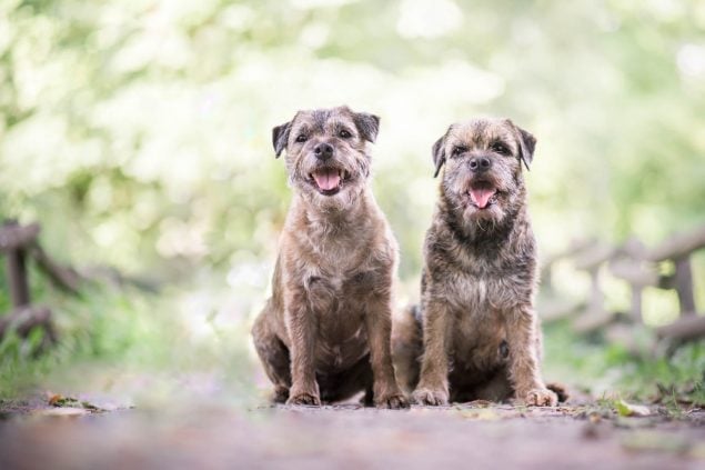 zwei Border terrier