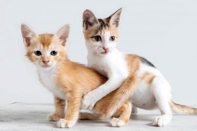 Zwei Kitten werden erzogen