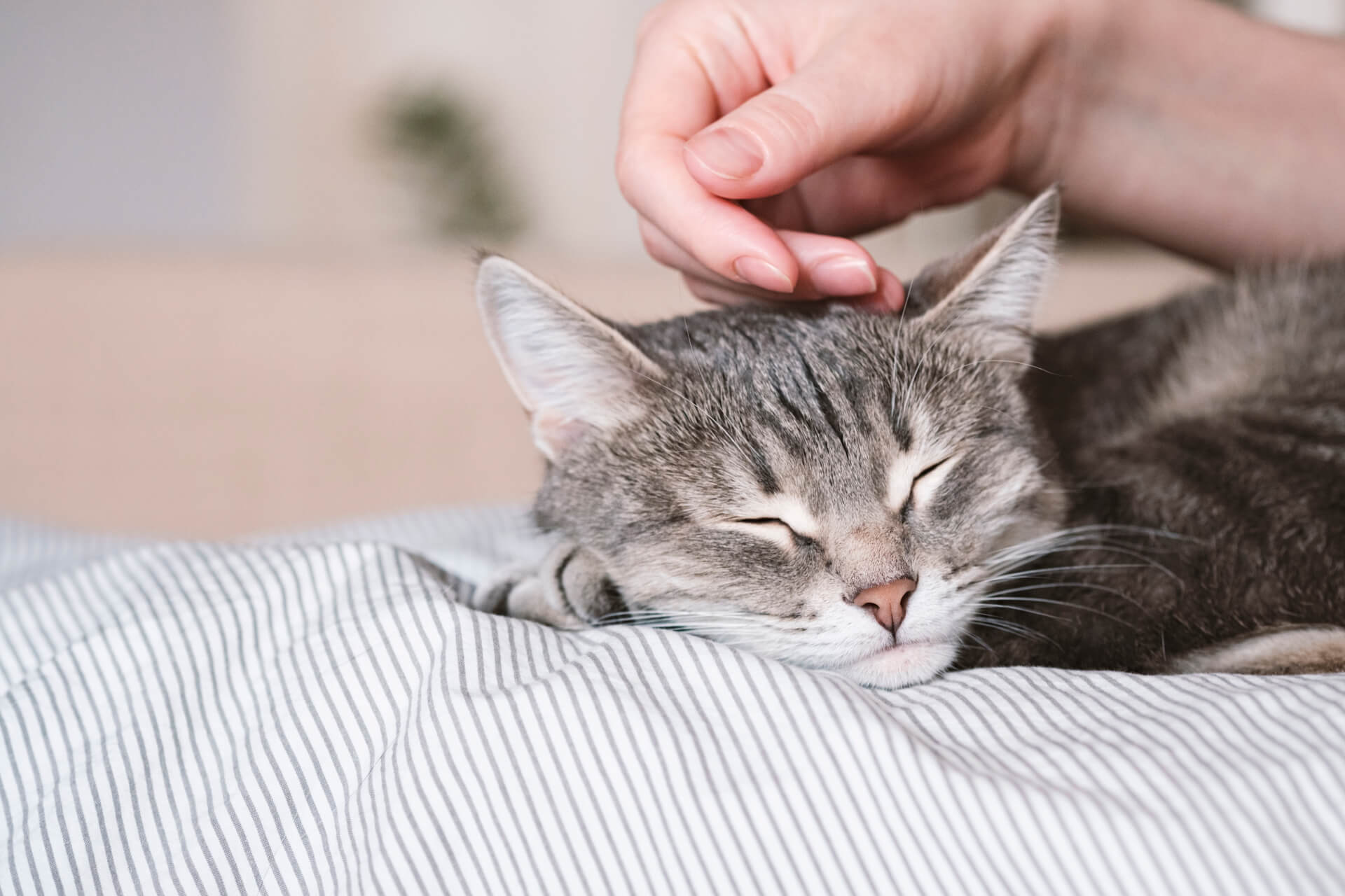Katzen erziehen - Shutterstock 1912812904 1 1