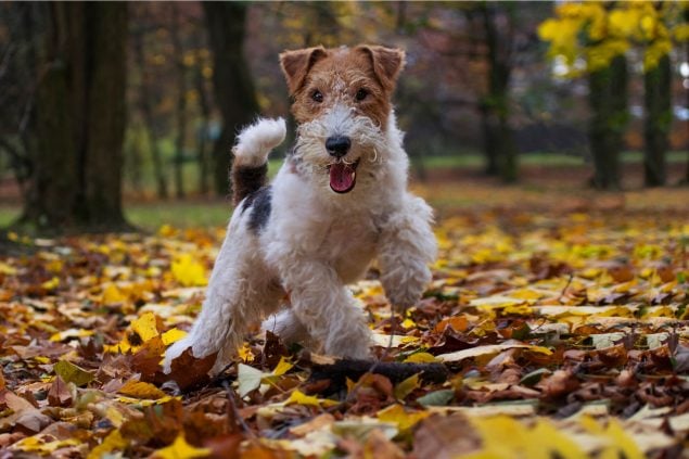 Wire Fox Terrier im Laub