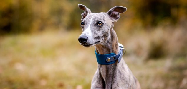 Whippet - der schnelle Läufer - die wichtigsten Infos auf eine Blick