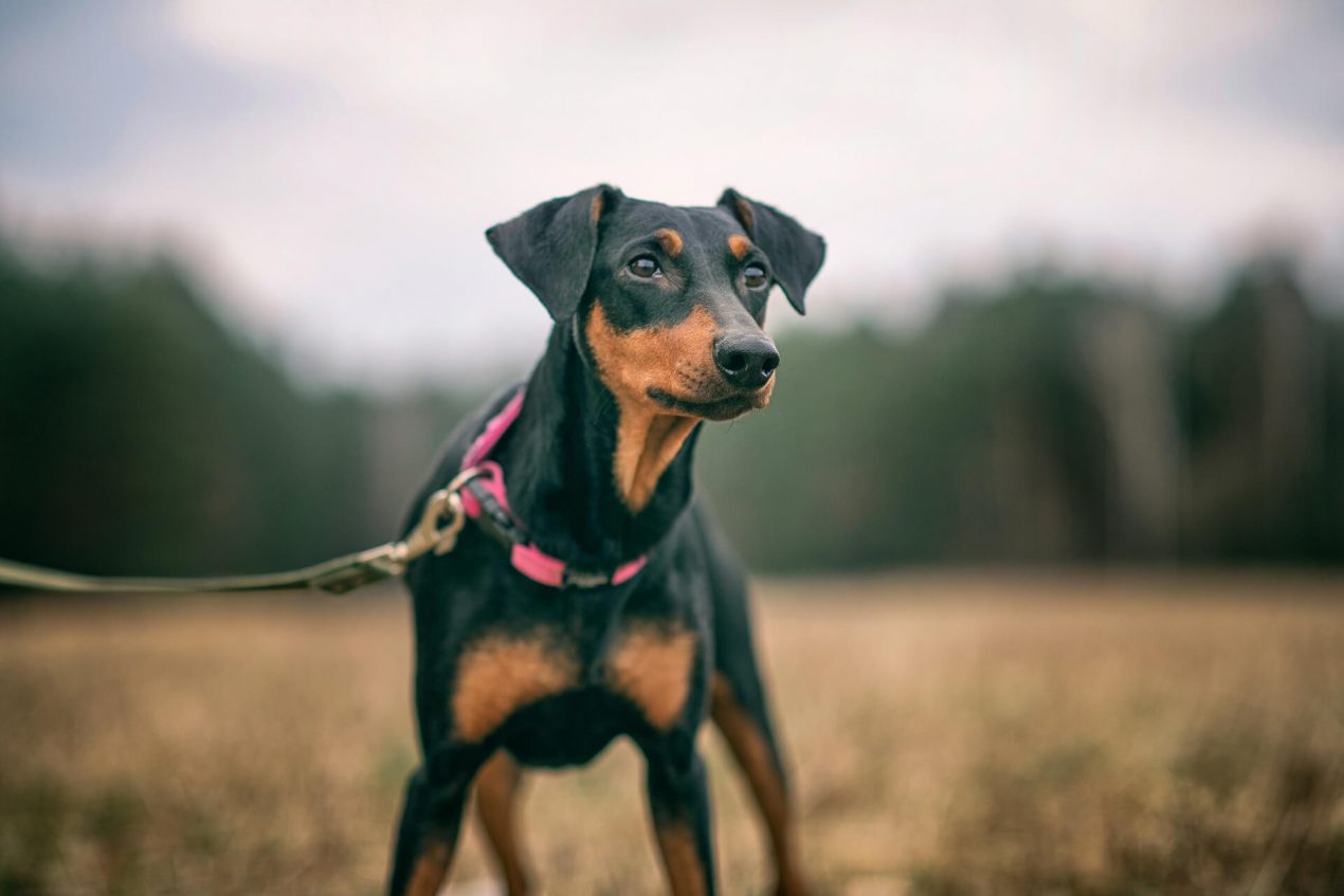 Pinscher und Schnauzer die ältesten Rassen Europas