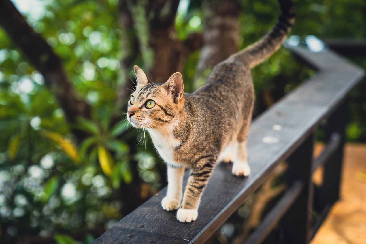Katze Chippen kosten was kann auf euch zu kommen?