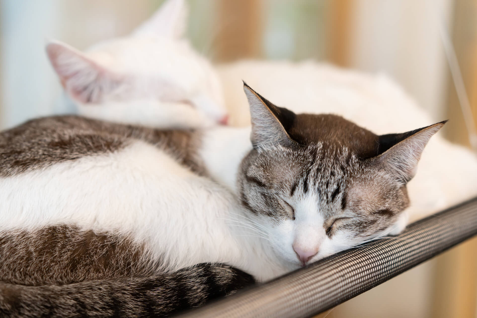 Katze schnarcht wann ist es ein Grund zur