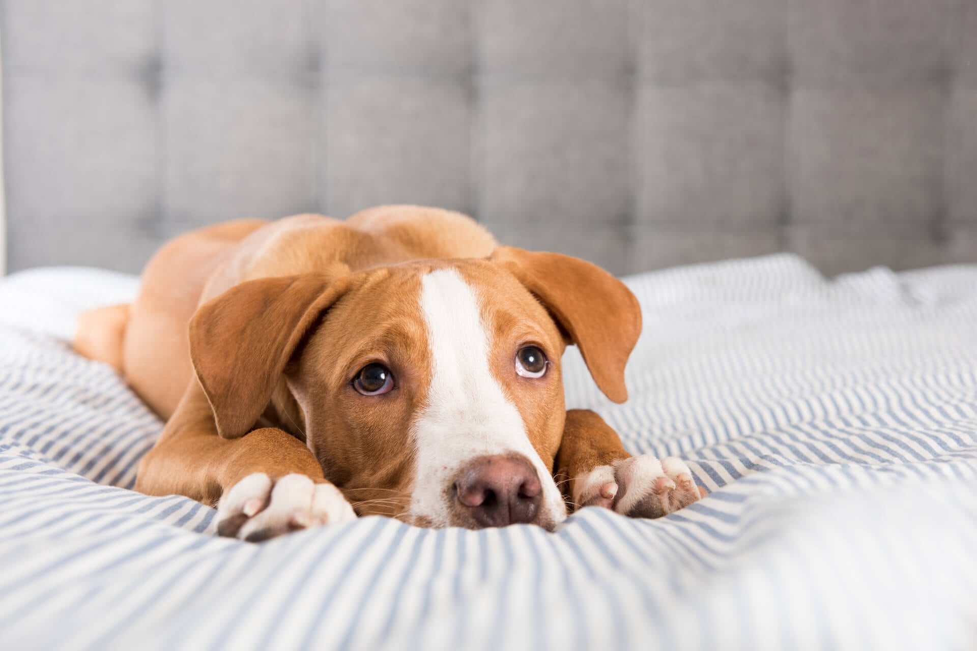 die häufigsten Hundekrankheiten