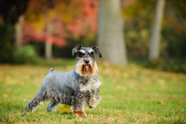 Zwergschnauzer