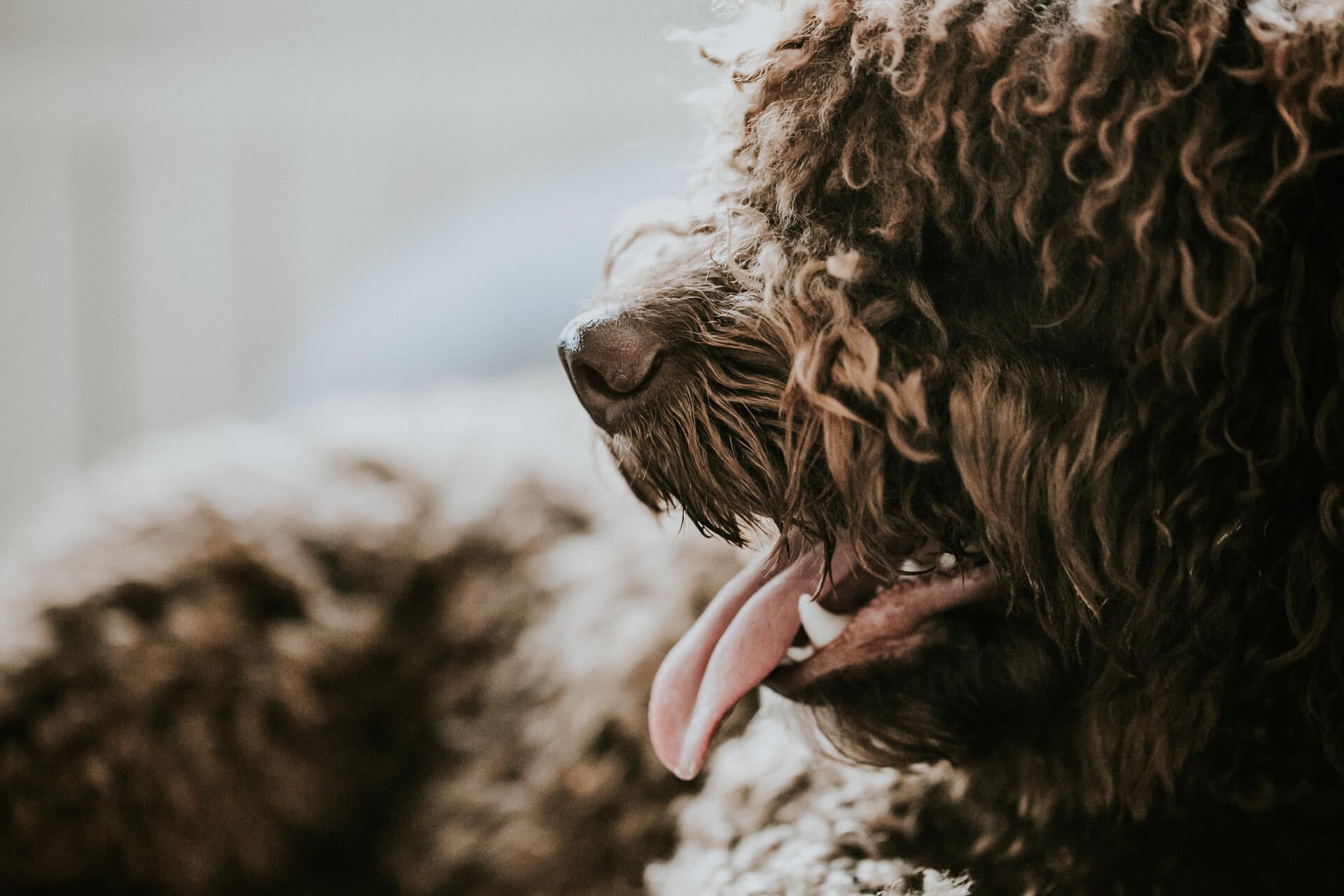 Der Wasserhund – was macht ihn aus?