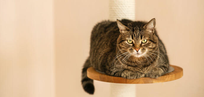 Karlie Kratzbäume - hochwertige Katzenmöbel aus massivem Naturholz