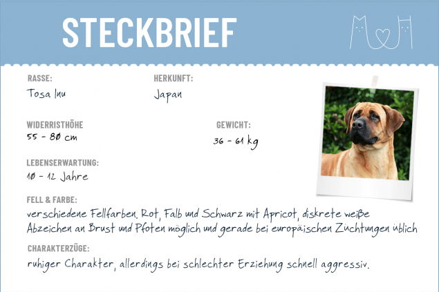 Steckbrief Tosa Inu