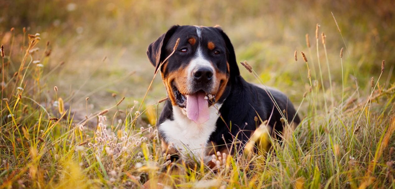 Grosser Schweizer Sennenhund der Schweizer Riese