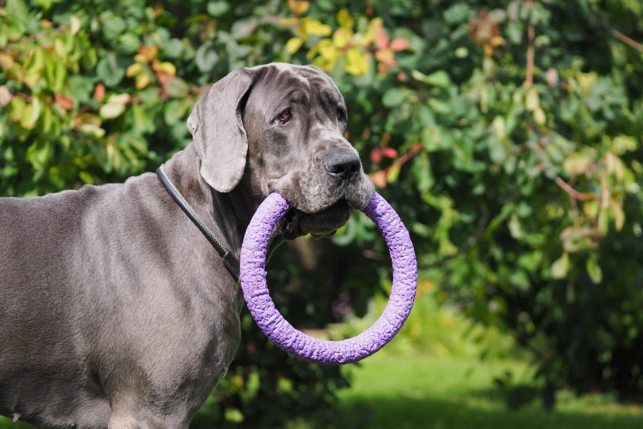 Die Rasse der Molosser Ein Hund aus der Antike