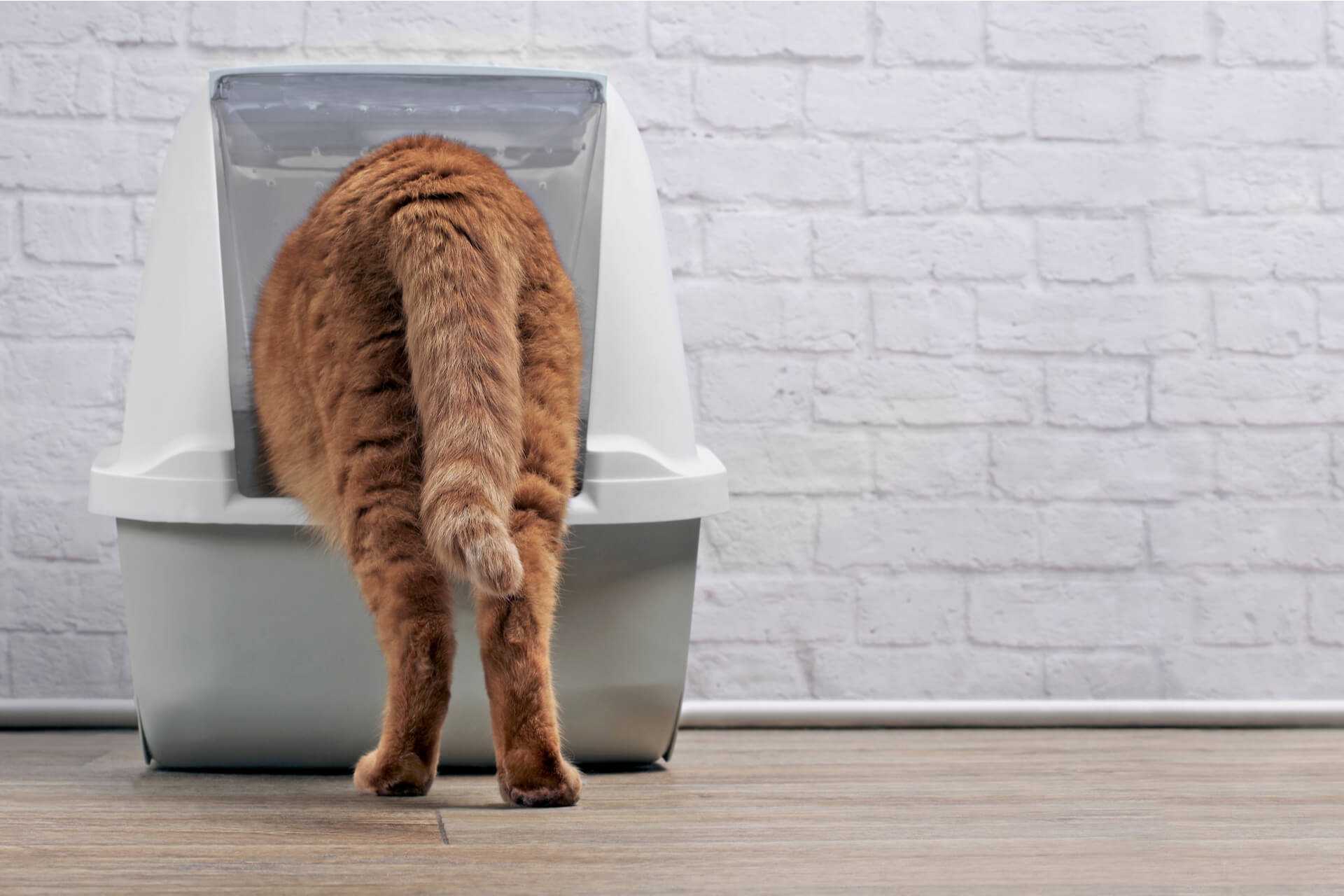 Die Katze hat Verstopfung Ursachen und Abhilfe