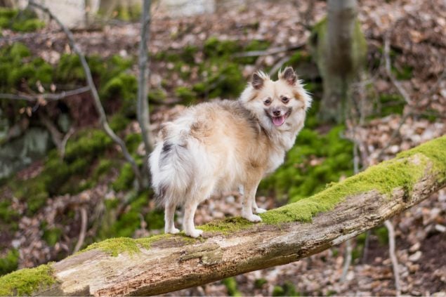 Ein Spitz auf einem Baumstamm