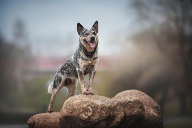 Australischer Cattledog steht auf einem Felsen