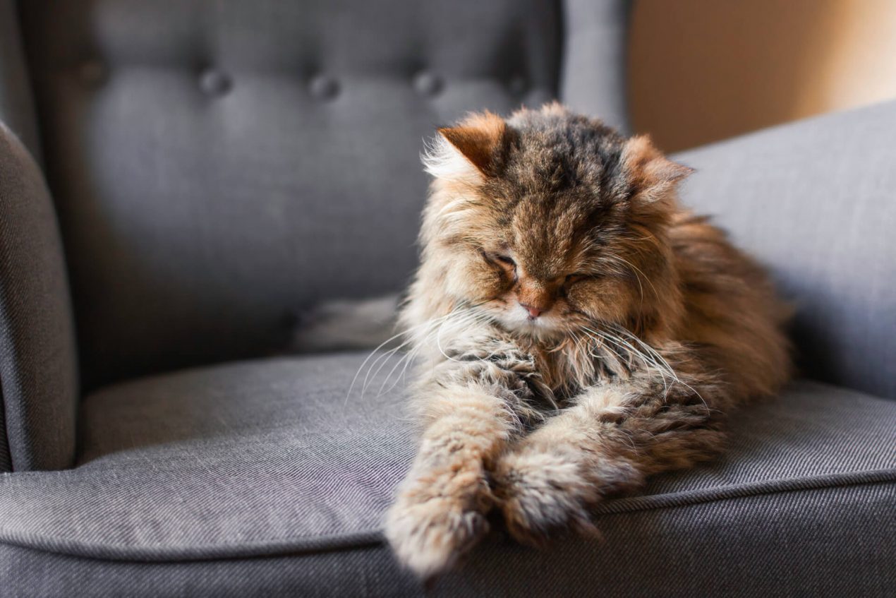 Katze zittert Ursachen und Handlungsempfehlung