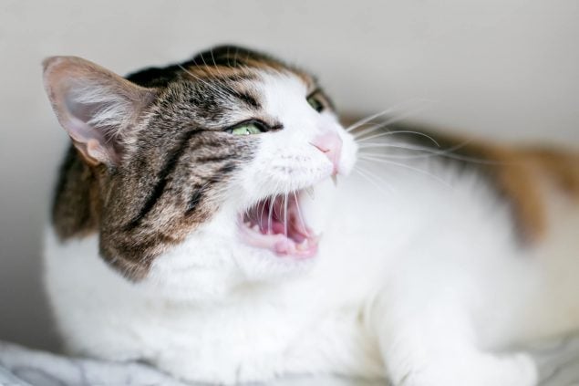 Die Katze hat Verstopfung