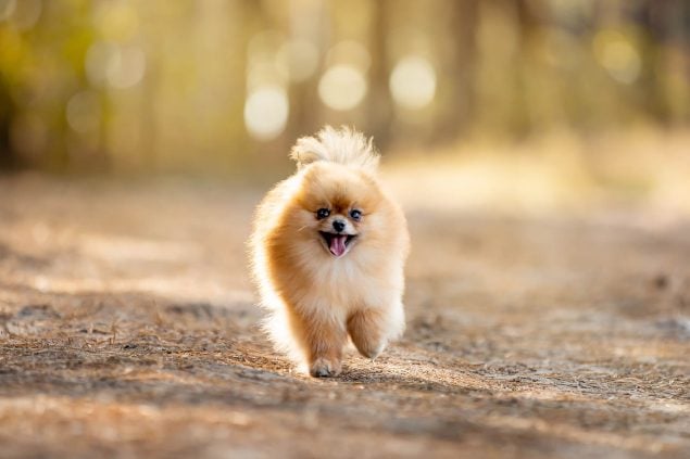 Klein Spitz läuft zur Kamera