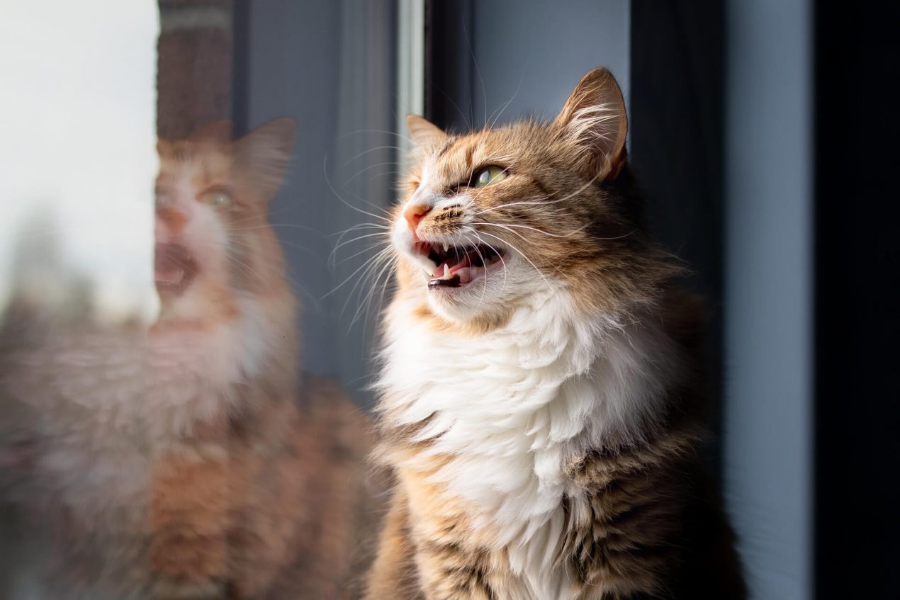 Katze miaut nachts wieso tut sie dies und wie verhindert man es
