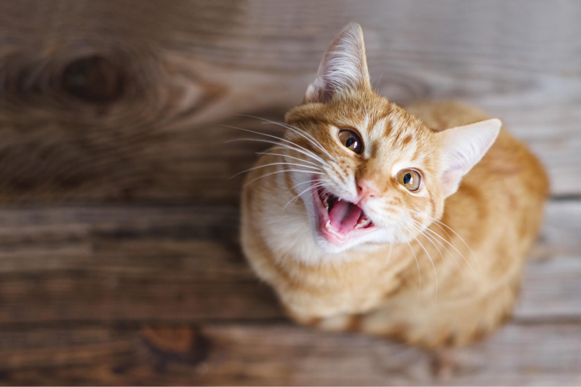 Katze miaut nachts wieso tut sie dies und wie verhindert man es
