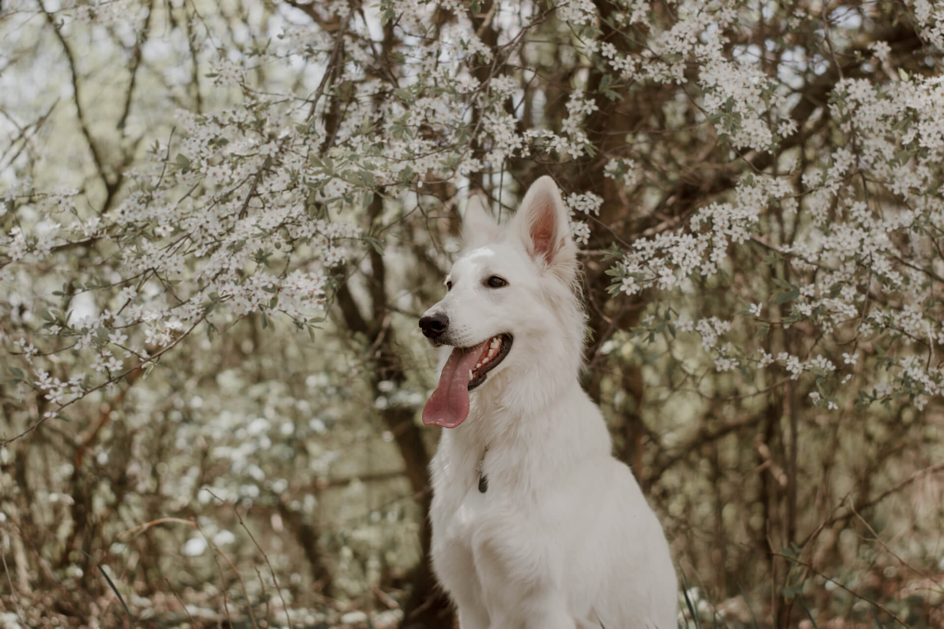 Weißer Schäferhund
