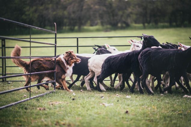 Hütehund bei der arbeit