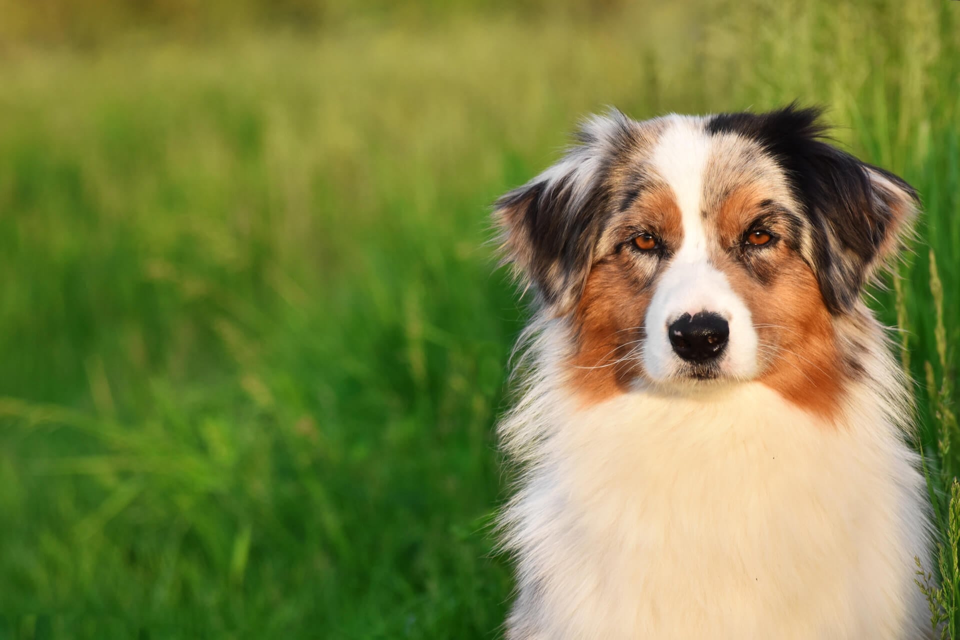 Hütehunde im Porträt