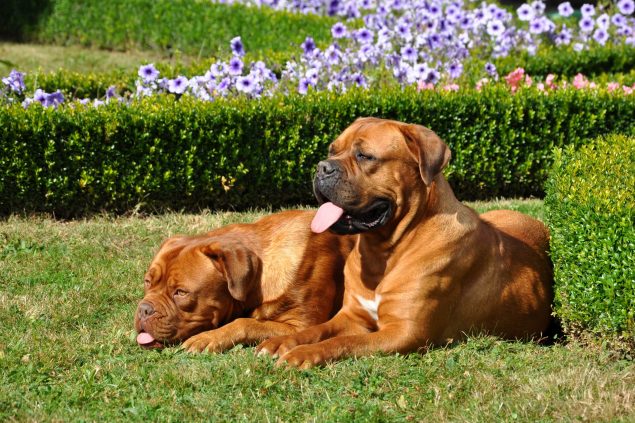 Tosa Inu liegt neben Bordeux Dogge