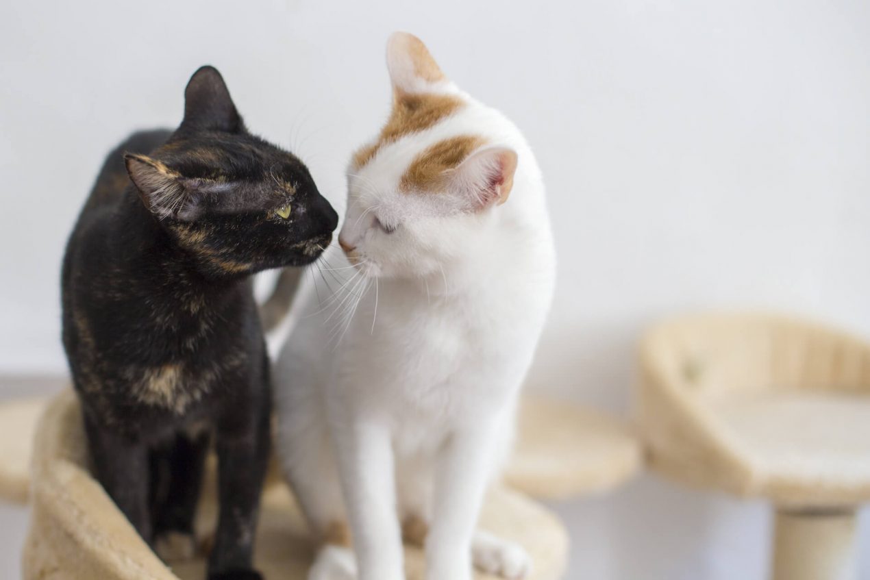 Wie Lange Dauert Es Bis Eine Katze Verwest Katzen zusammenführen – das müsst ihr beachten!