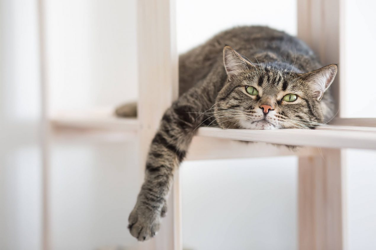 Fremde Katze Sitzt Vor Der Tür Und Miaut Katze miaut nachts - wieso tut sie dies und wie verhindert man es