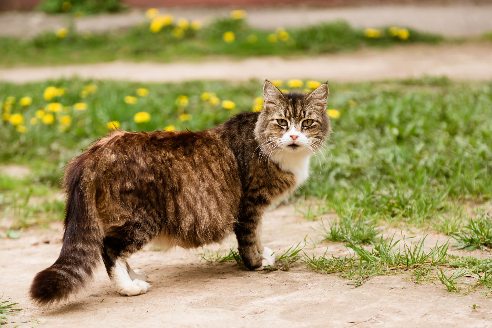 Katzen Schwangerschaft was ihr über trächtige Katzen wissen müsst Katzen Schwangerschaft was ihr über trächtige Katzen wissen müsst