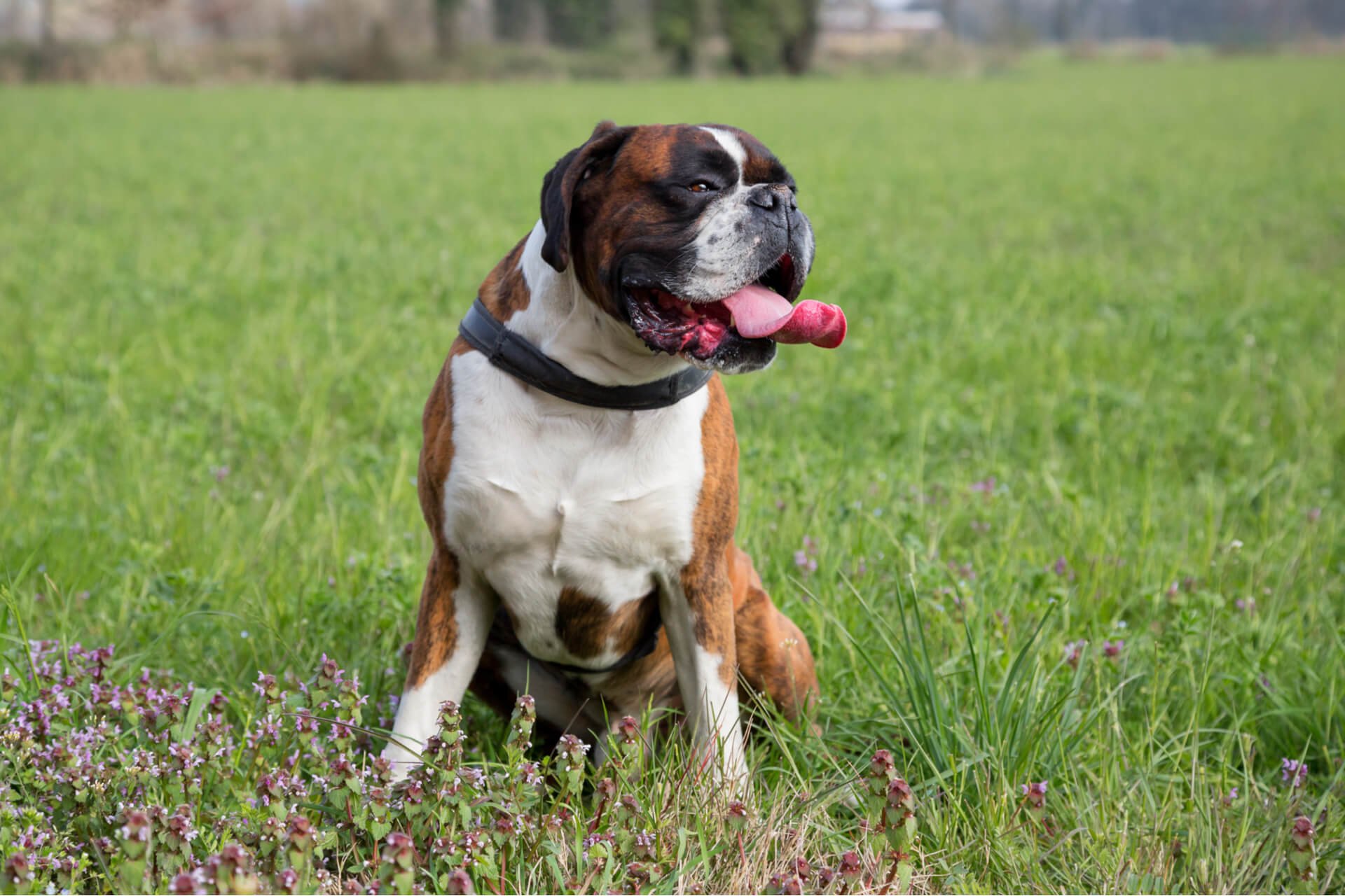 Die Rasse der Molosser Ein Hund aus der Antike