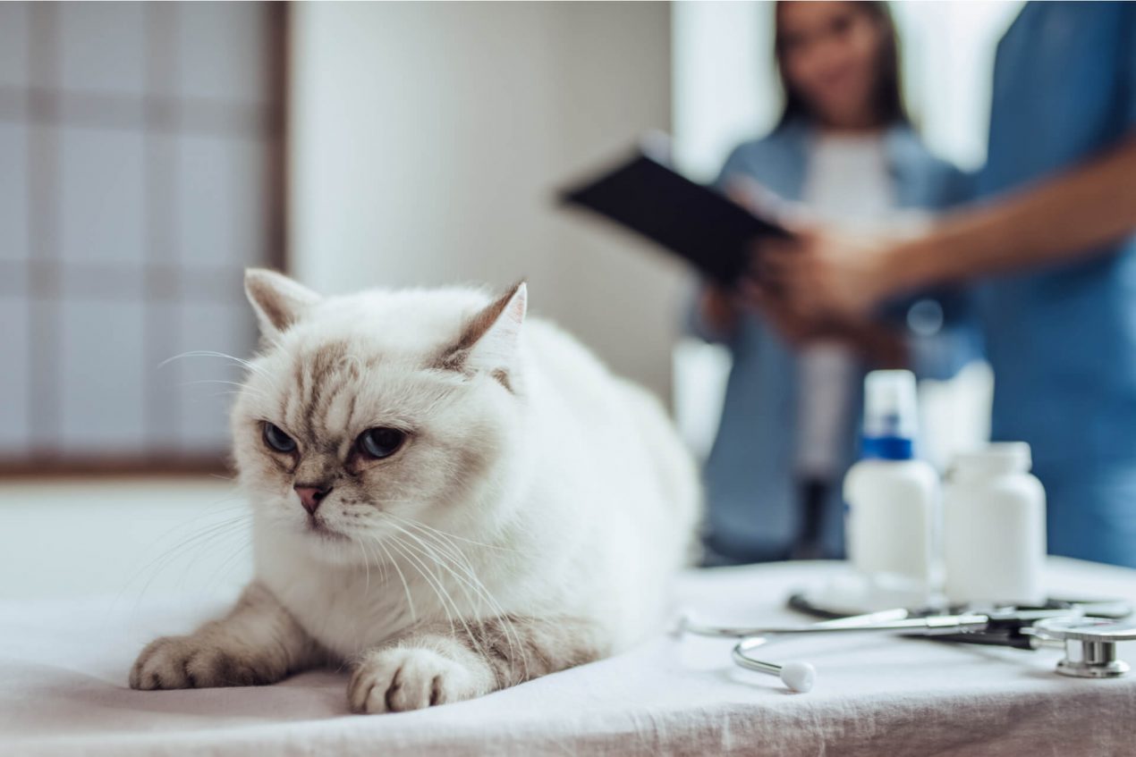 Die Katze hat Verstopfung – Ursachen und Abhilfe