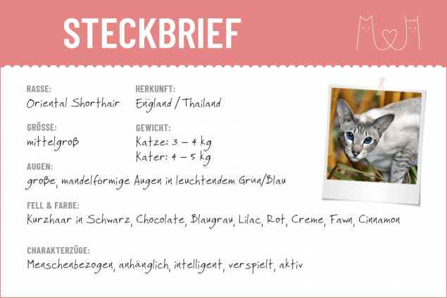Steckbrief Oriental Shorthair