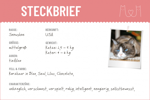 Steckbrief Snowshoe