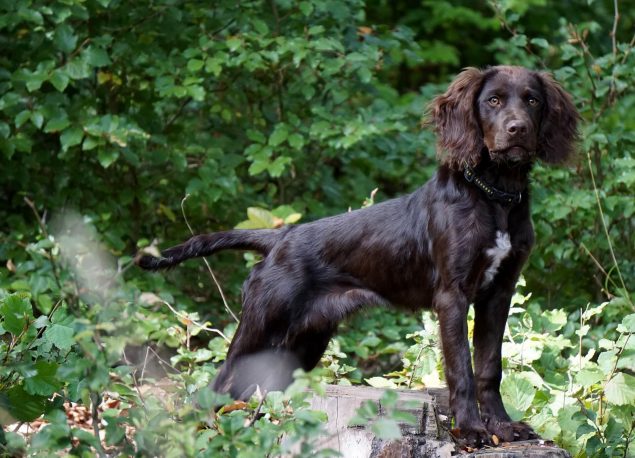 Ein Stöberhund im Wald