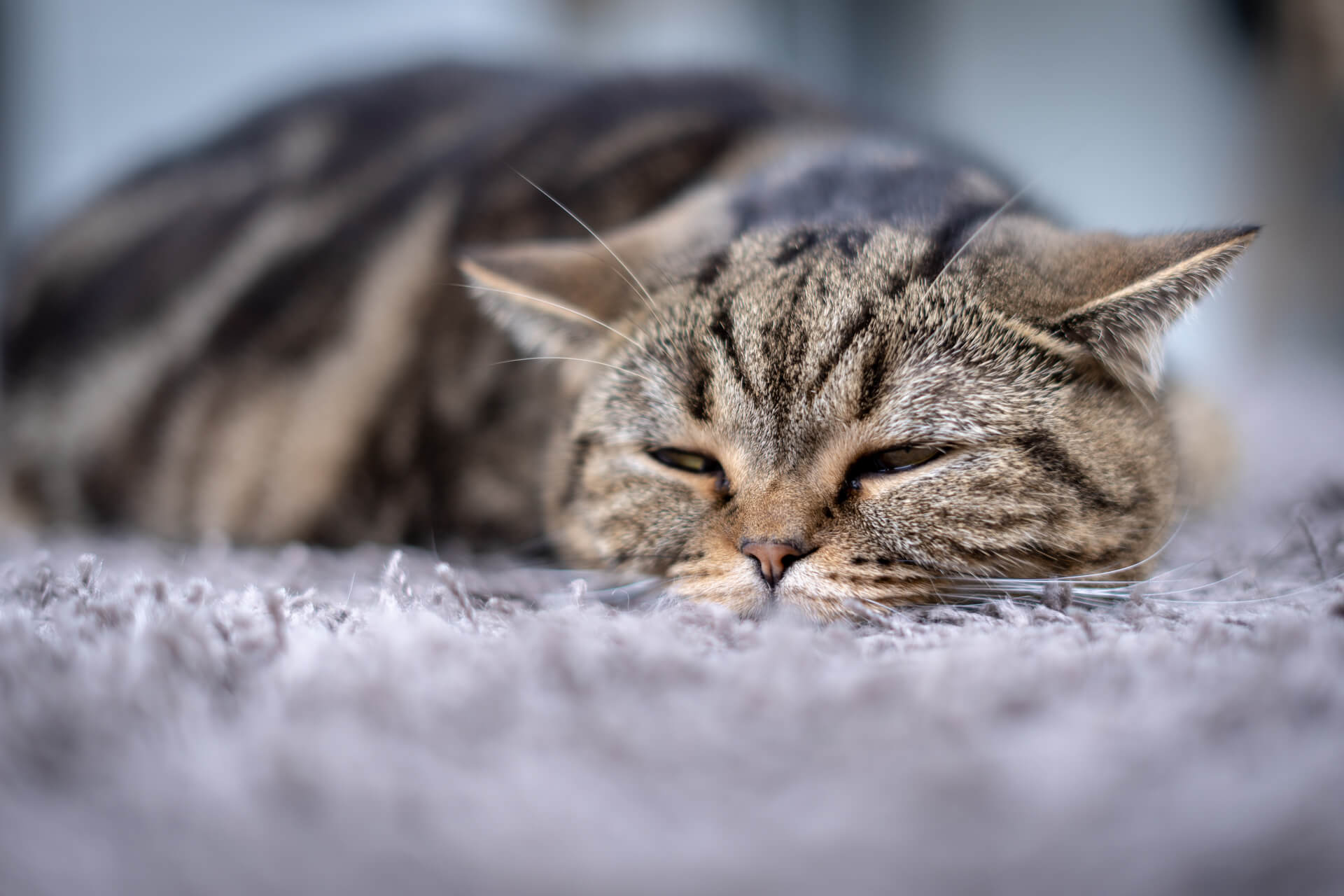 Die Katze hat Fieber? Alles was ihr wissen und beachten müsst Die Katze hat Fieber? Alles was ihr wissen und beachten müsst