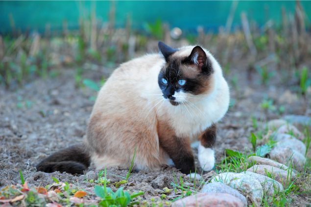 Snowshoe Katze