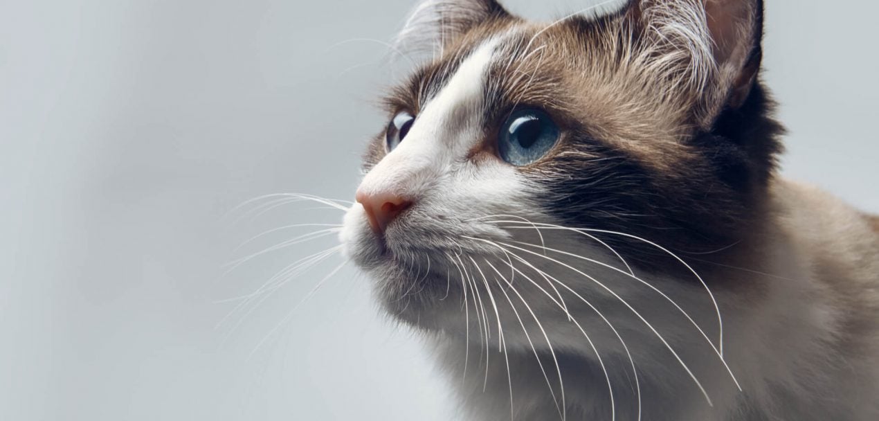 Snowshoe Katze Steckbrief Die Samtpfote mit den Schneeschuhen