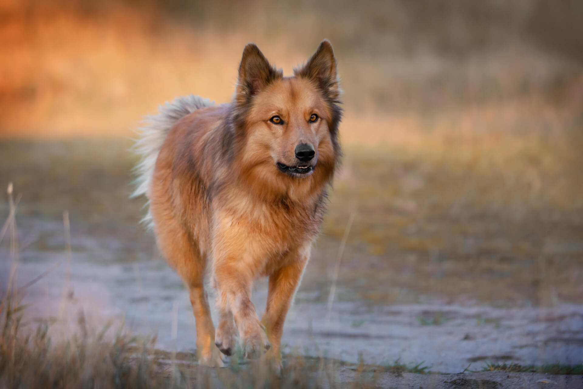 Harzer Fuchs Steckbrief über den intelligenten Hütehund