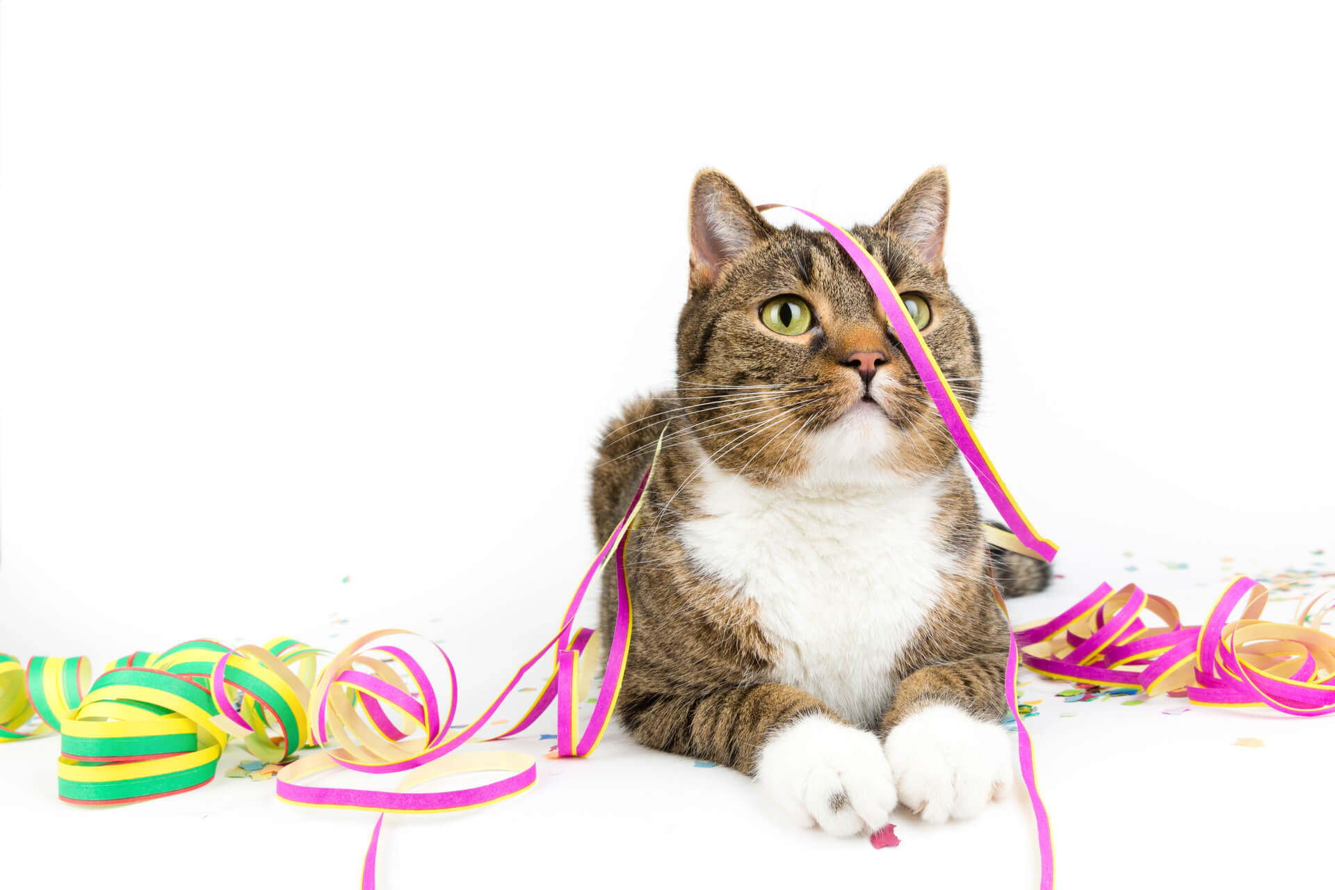 AniOne Celebration Aktion Weil es immer eine Grund zu Feiern gibt