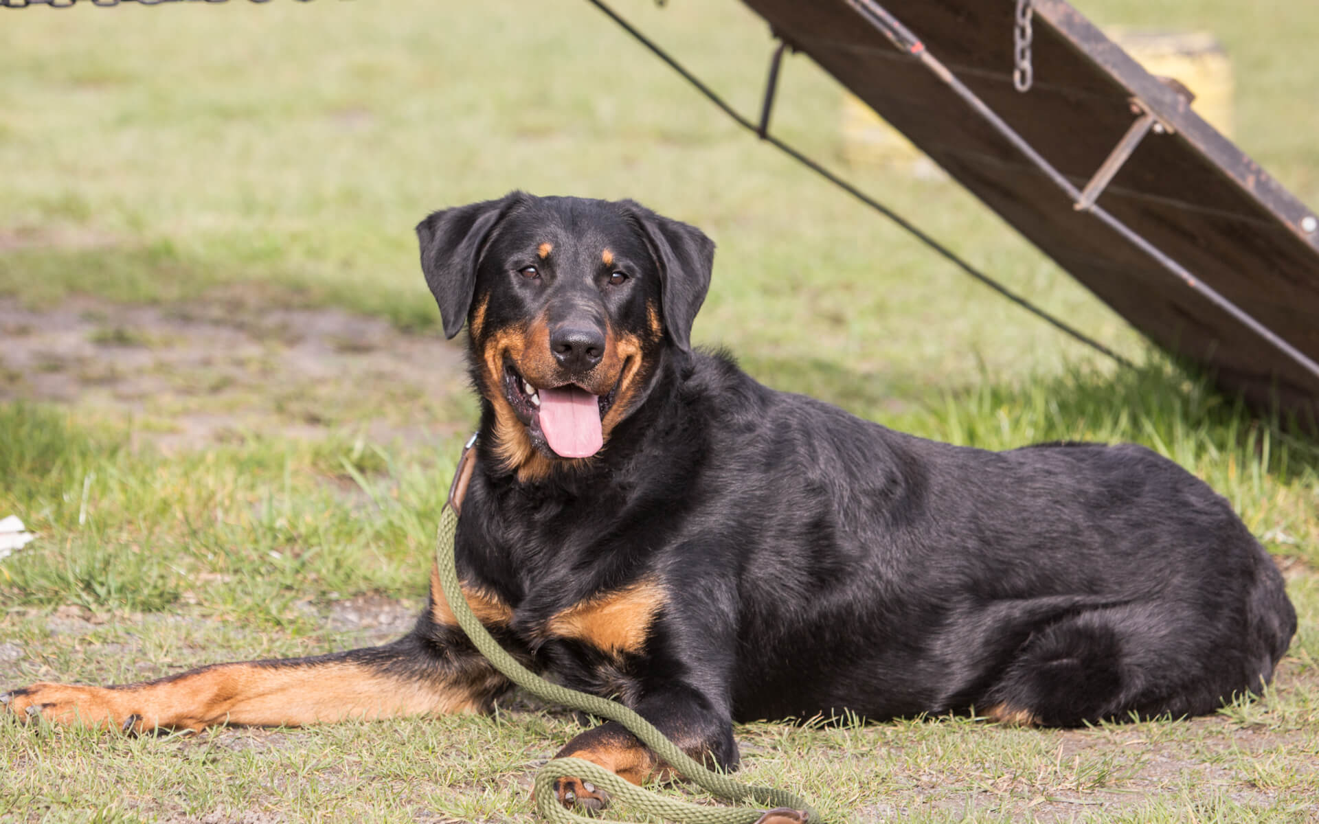 Beauceron entspannt liegt auf einerwiese