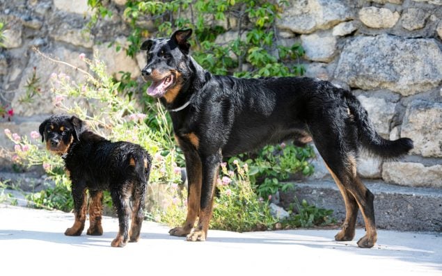 Beauceron Hund mit Welpen