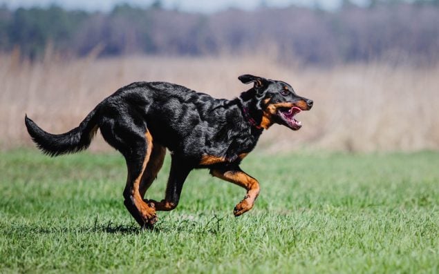 Beauceron rennt auf einer Wiese