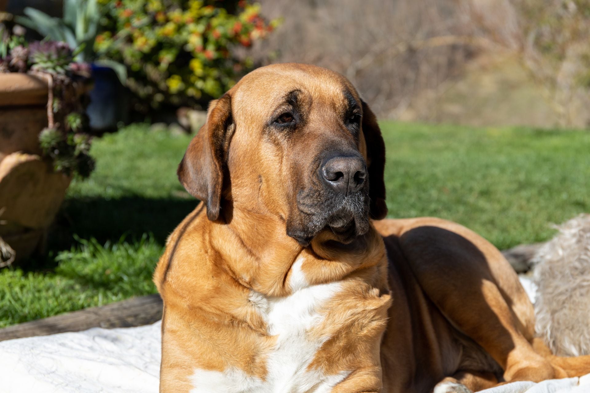 broholmer-steckbrief-als-gro-er-hund-die-ruhe-in-person