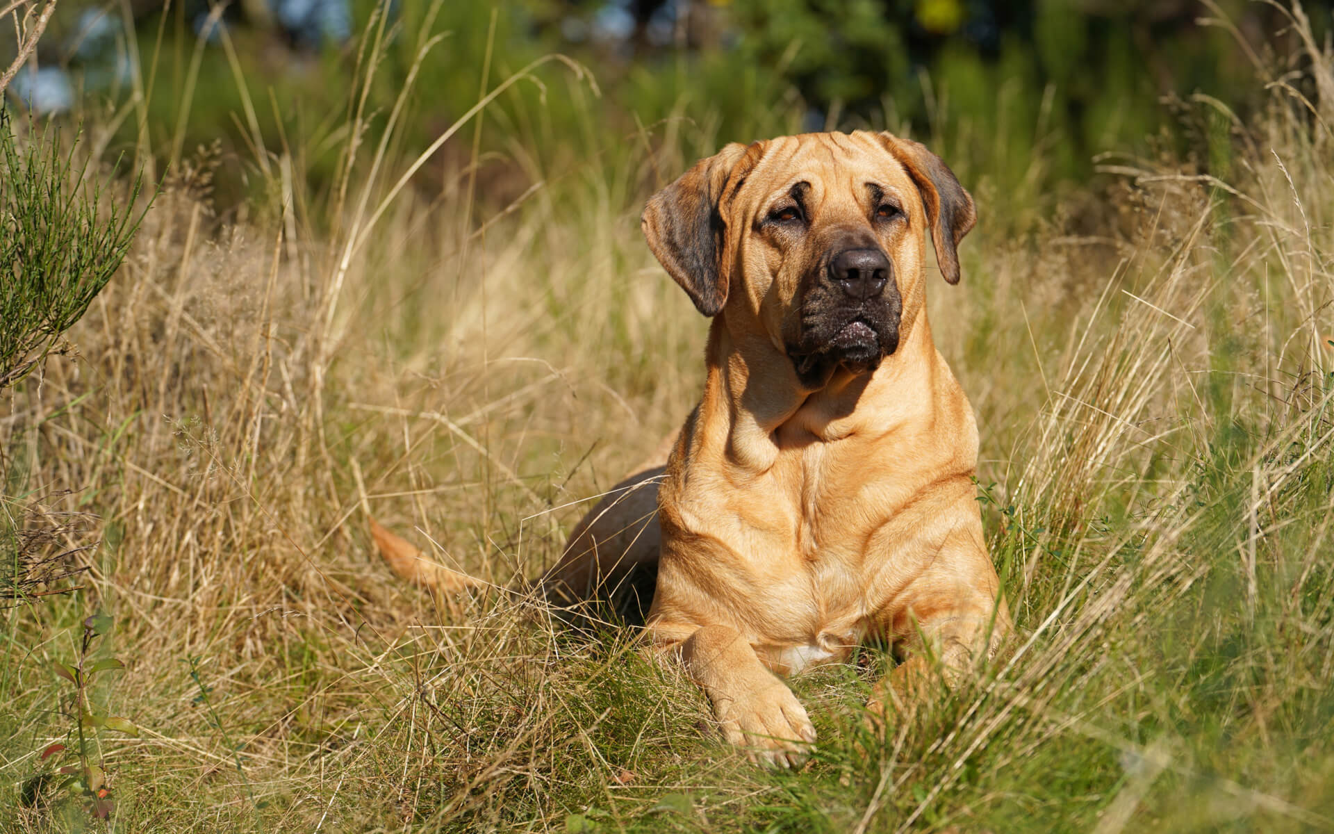 Broholmer liegt entspannt auf einer Wiese