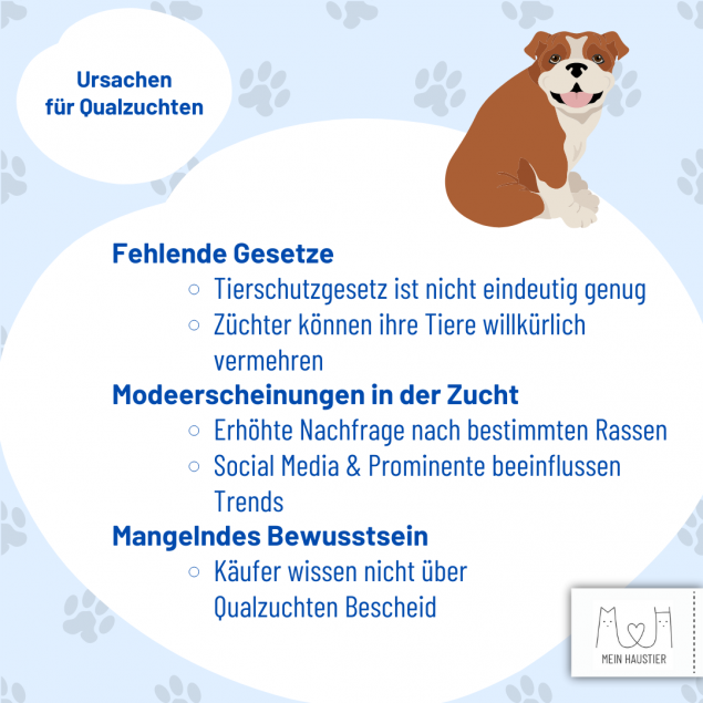 Welche Hunde Sind Keine Qualzuchten Qualzucht bei Hund und Katze - Wenn Leid angezüchtet wird