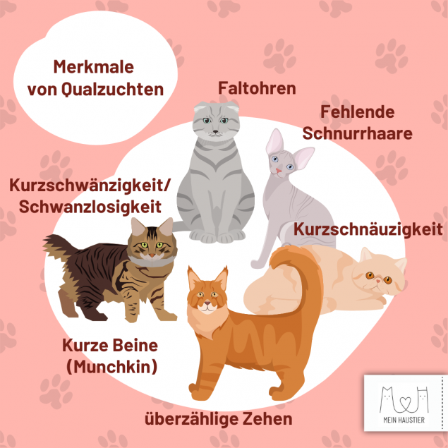 Qualzucht bei Hund und Katze - Wenn Leid angezüchtet wird