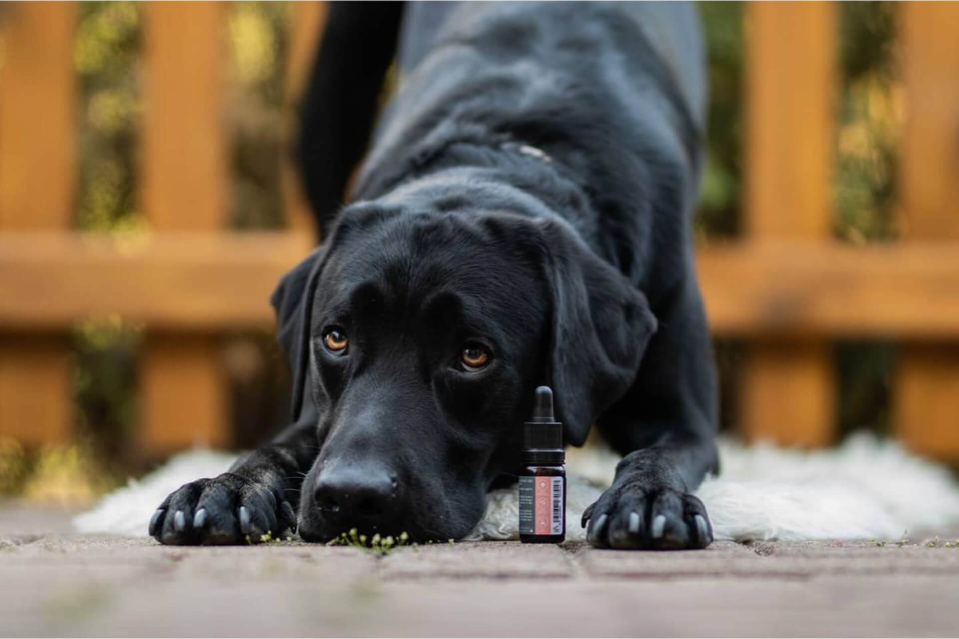 Testbericht: SWISS FX CBD Öl