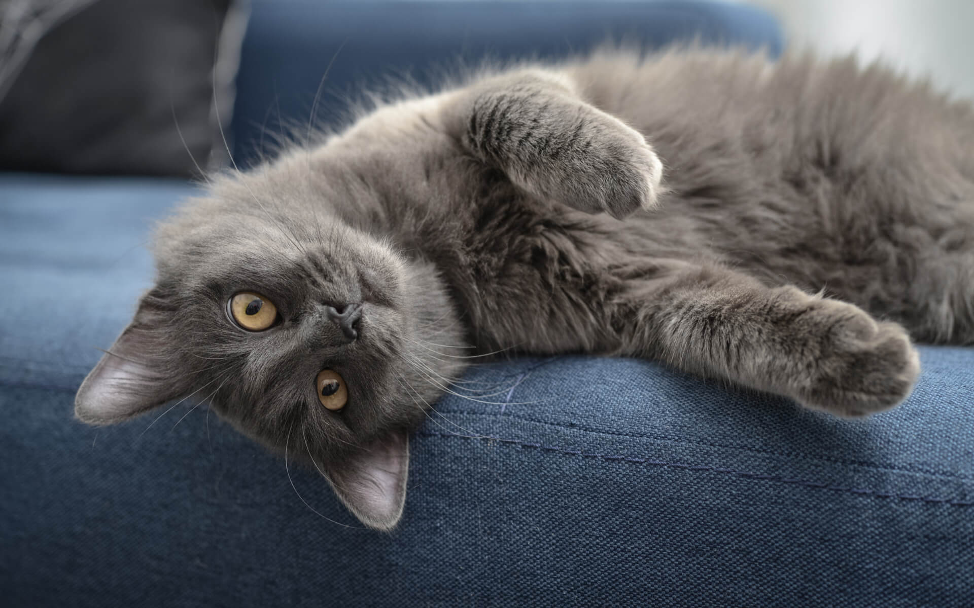 Nebelung Katze entspannt auf dem Sofa