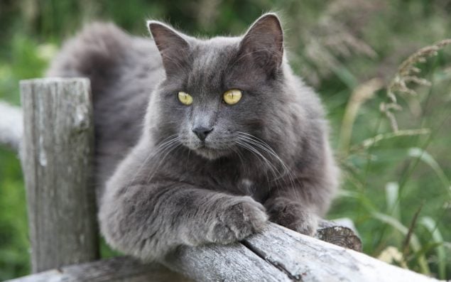 Nebelung Katze liegt auf einem Holzzaun